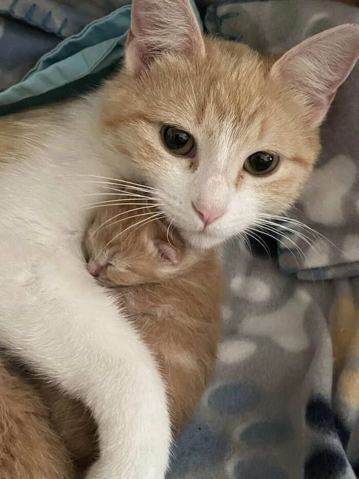 Нежности в ленту 💝🐈💖