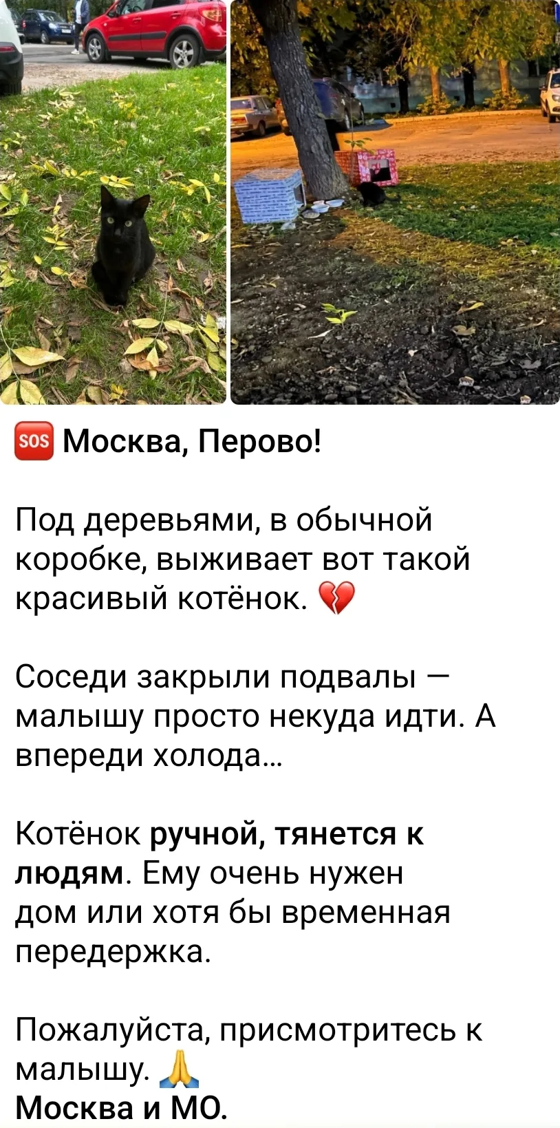 Котенок нужен?