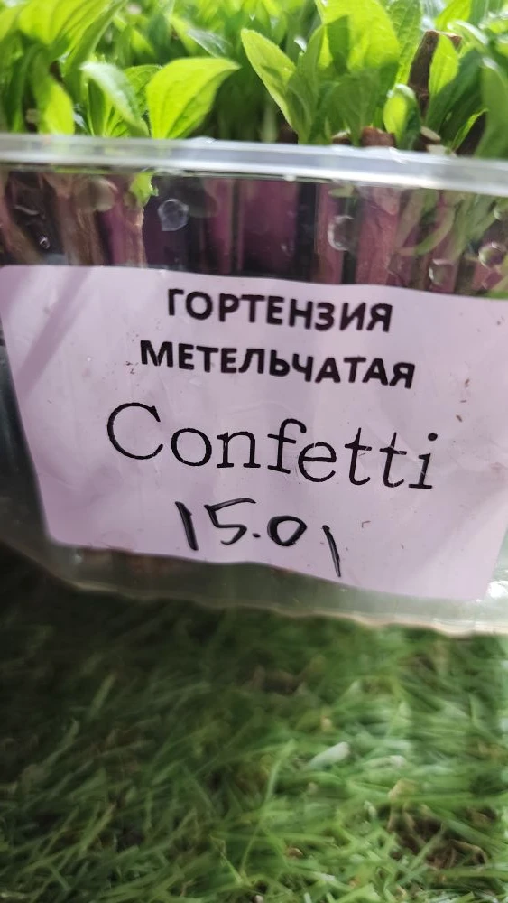 Не могу не поделиться 😍 ✅️ Одревесневший черенок ✅️ Раствор Синий Радигрин и вода 1:100 (10 мл на 1 