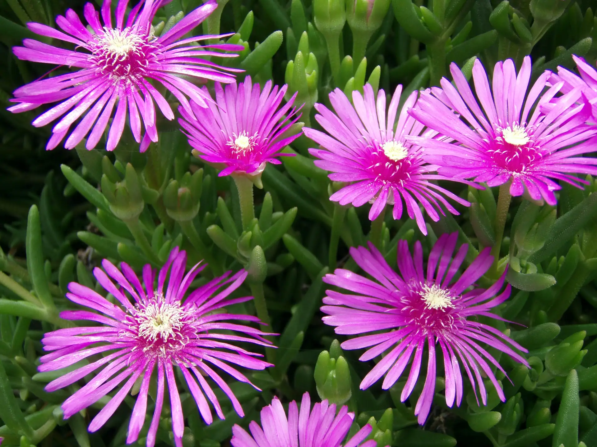 #ЗелёныйДом
Сегодня 09.06.2026, втр.
Лампрантус впечатляющий (Lampranthus spectabilis)
Семейство Аиз