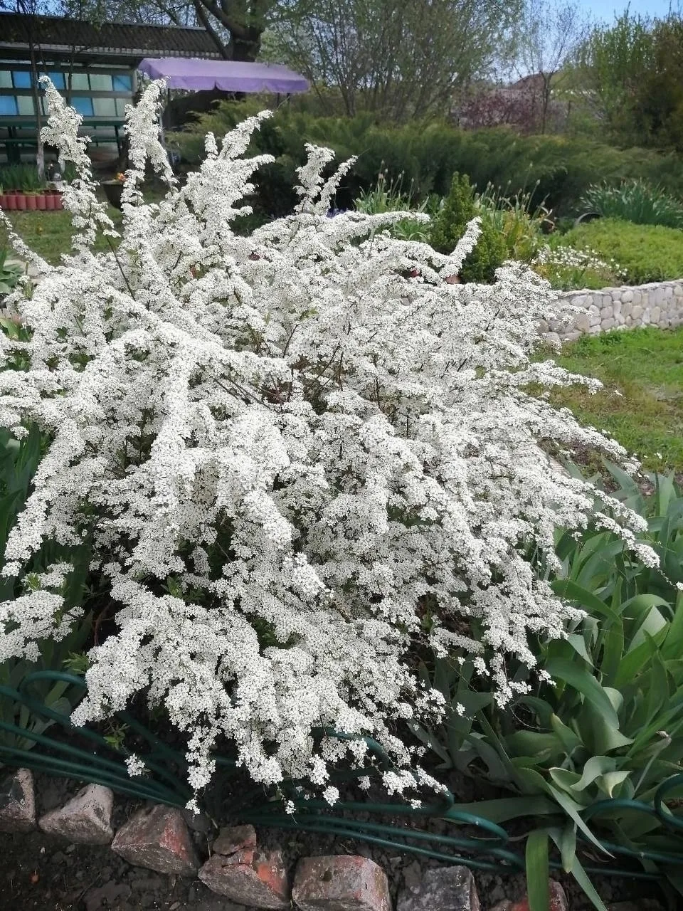 Спирея — королева садового декора 🌿