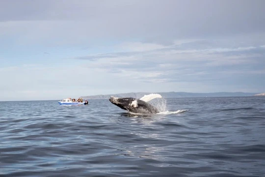🗻 AF Горы. Море. Водопады. Лето 2026
Путешествие по Кольскому полуострову

📅 Длительность:
• 3 дня