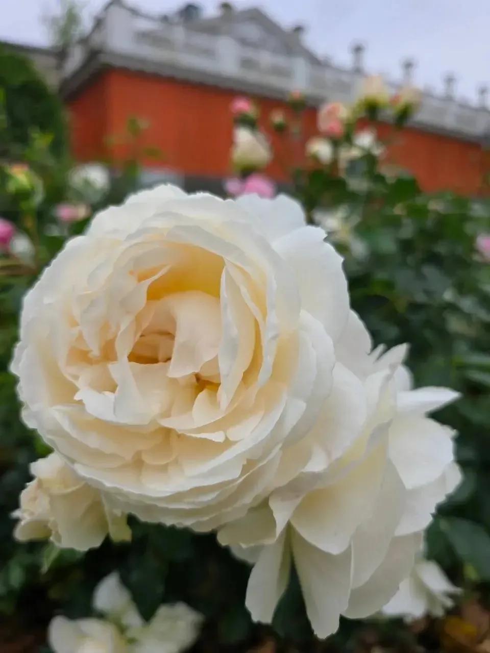 🌹 Цветение роз в саду «Эрмитаж».
