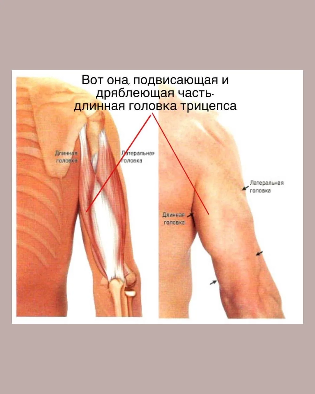 Я часто слышу комплименты своим рукам. При этом я почти не тренирую их отдельно. Руки м...