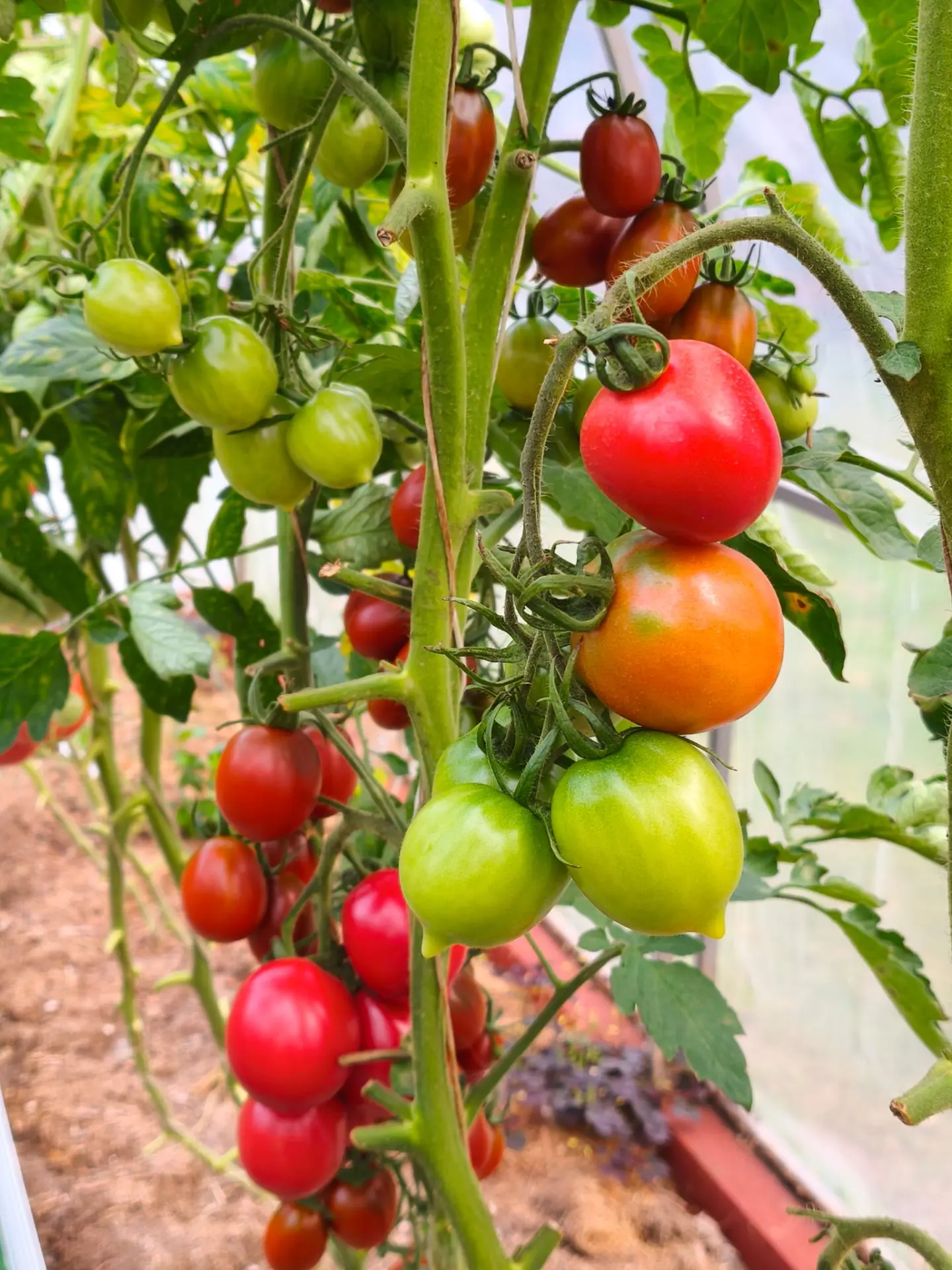 Сызранская пипочка необыкновенно вкусный томат, первый раз выращиваю, теперь будет мой ...