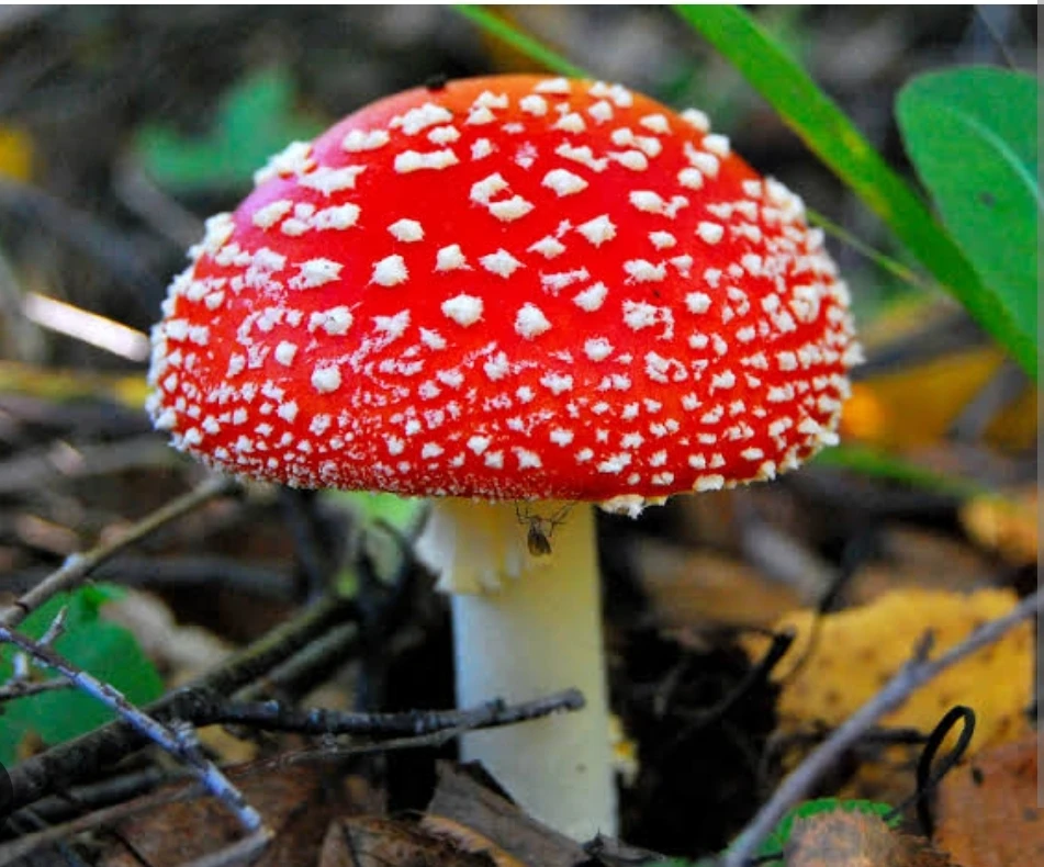 🍄«Осторожно: ядовитые грибы!»🍄

1. Предупреждение об опасности употребления дикорастущих грибов

1