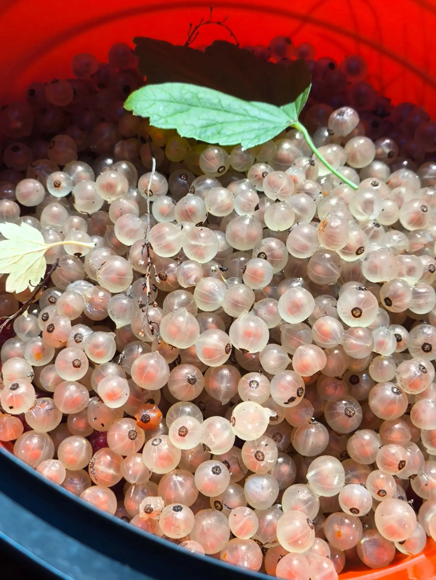 3 октября — а урожай всё ещё радует! 🍇❄️