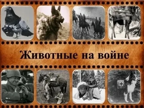 📚🐾 Животные на войне: урок памяти для второклассников  Накануне праздника Великой Победы ученики 2 «