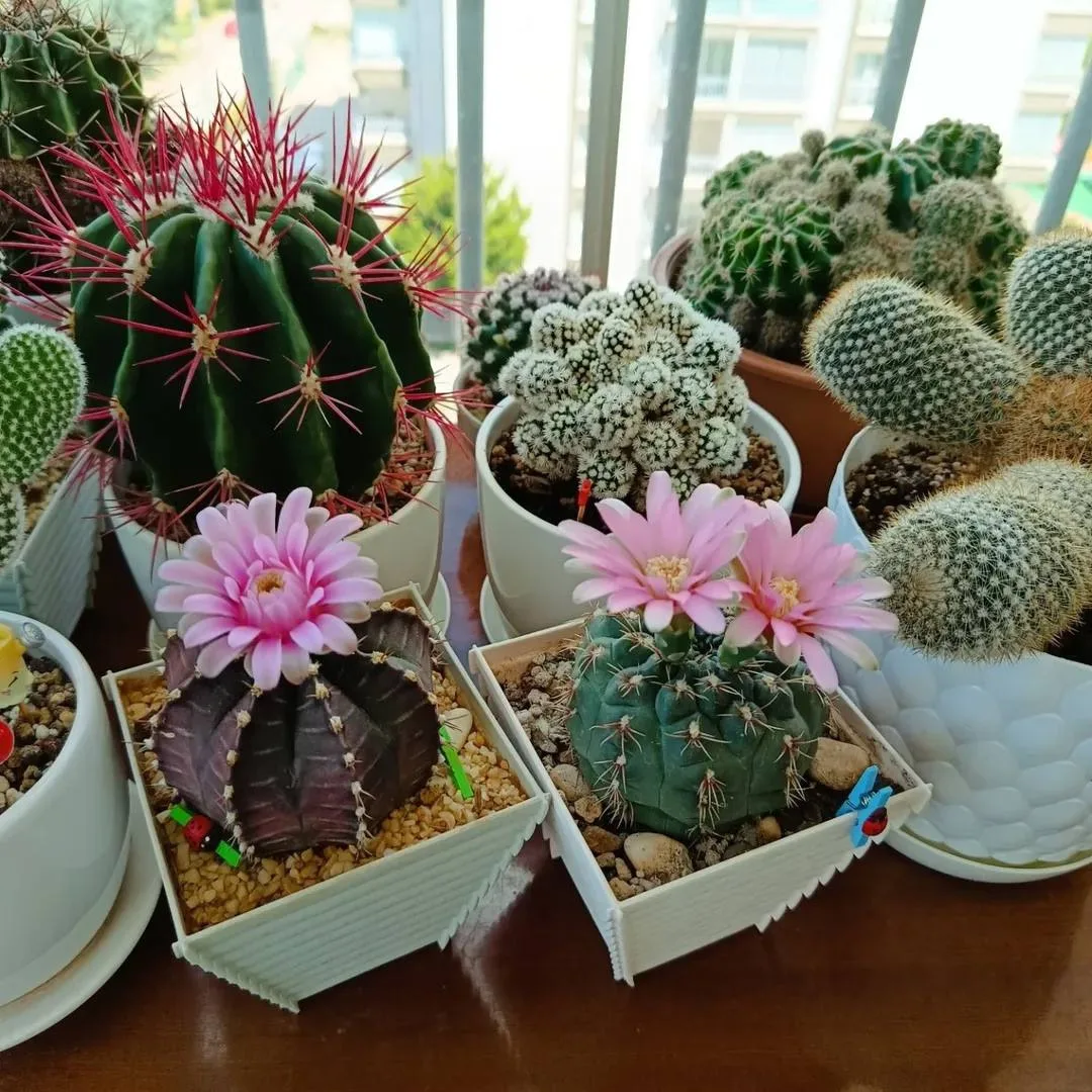 Небольшая коллекция #суккулентов и #кактусов🌵