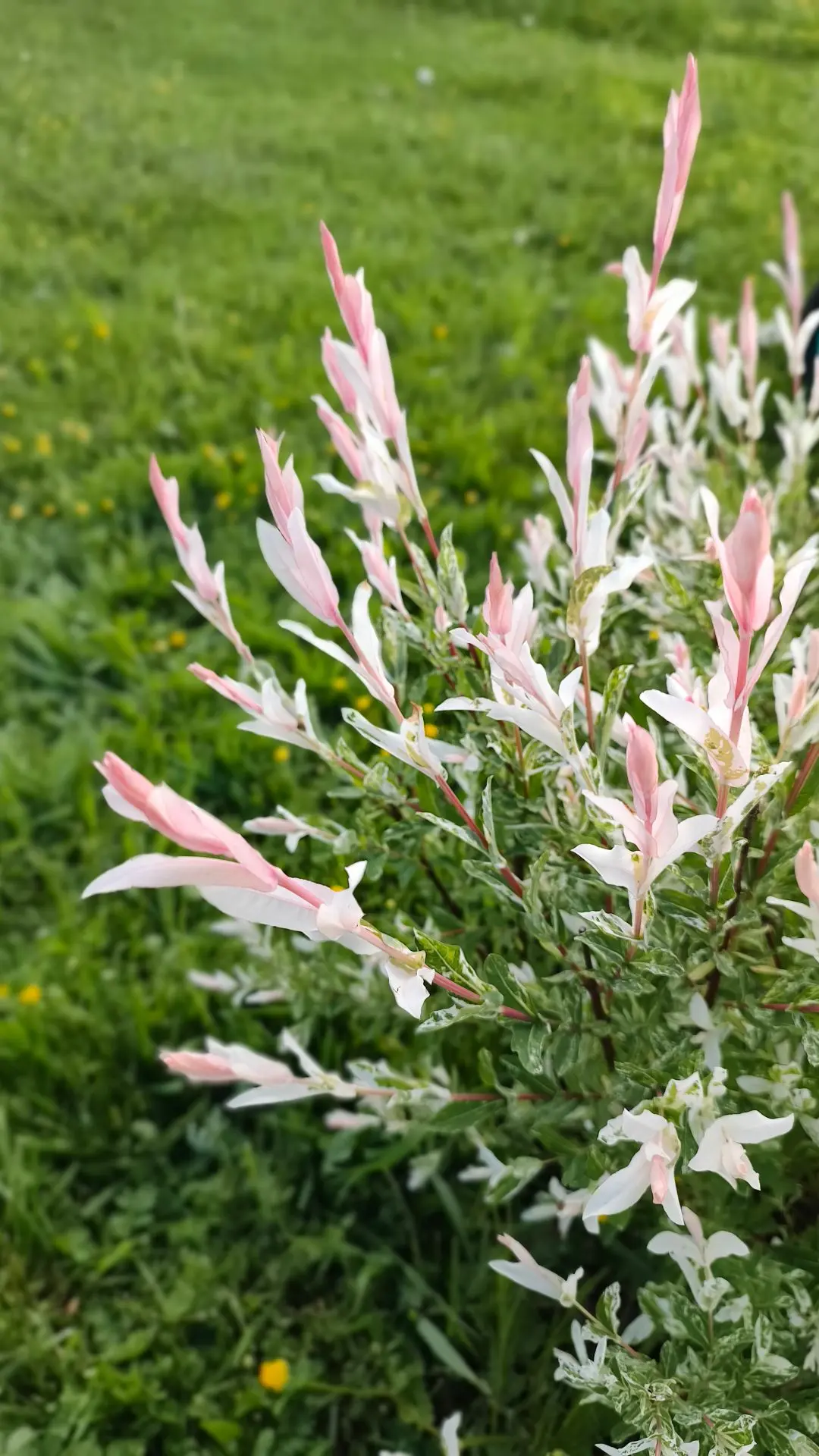 💞Посадила маленькую мечту… И уже не могу налюбоваться 🌸