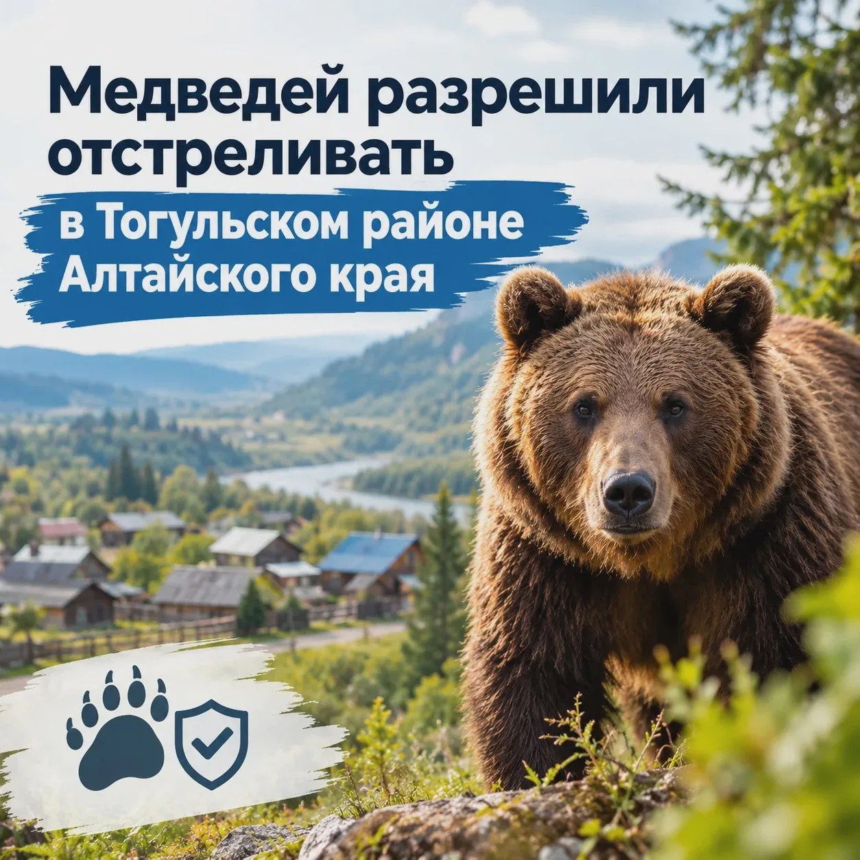 🐻 В Тогульском районе Алтайского края разрешили отстрел медведей