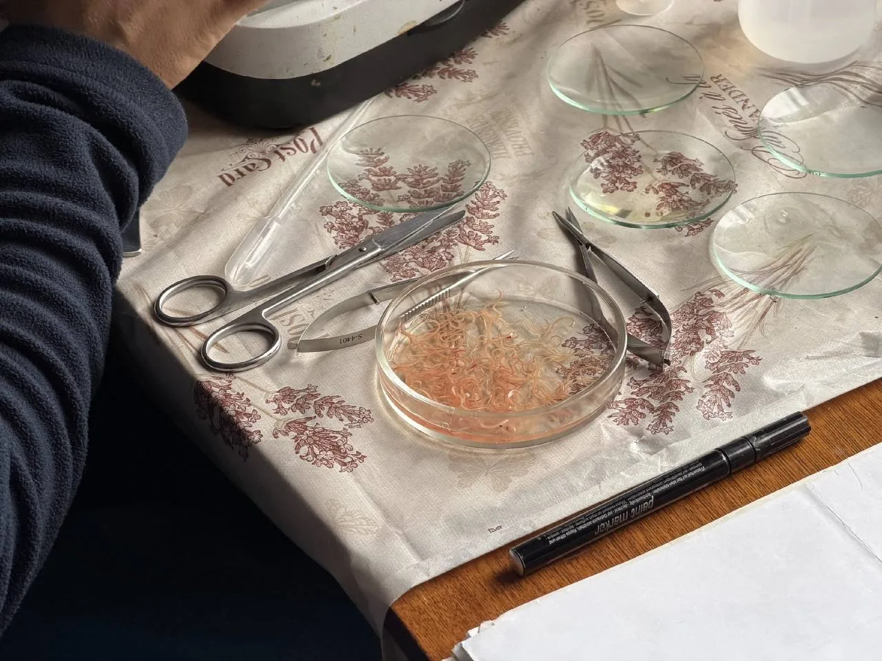 🐟 Учёные МГУ изучают рыб Белого моря и уже нашли необычные места для исследований.