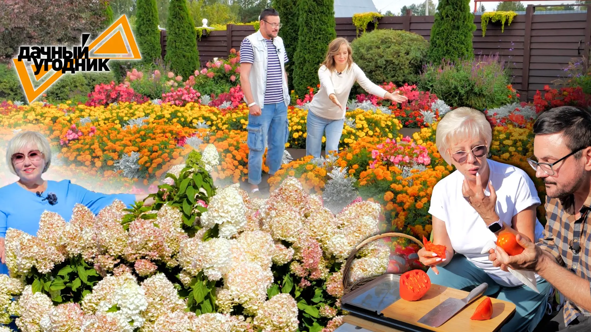 Томаты/жимолость/вершинная гниль/красивый сад и море цветов 🌺🌼