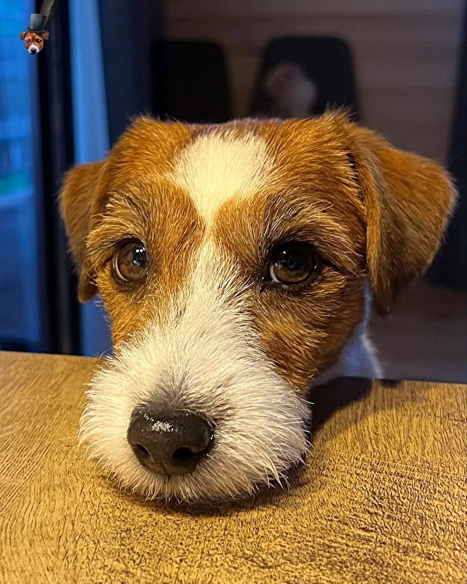 Этот взгляд ❤️

🐶 Подписаться на Джеков.