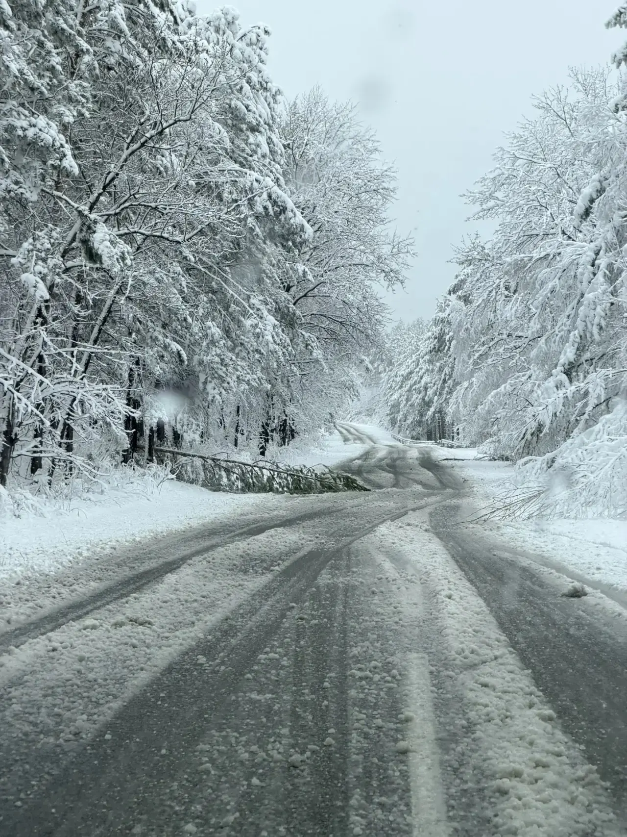 🌲 На трассе Свободный — Благовещенск падают деревья из-за непогоды  Из-за мокрого снега на участке д