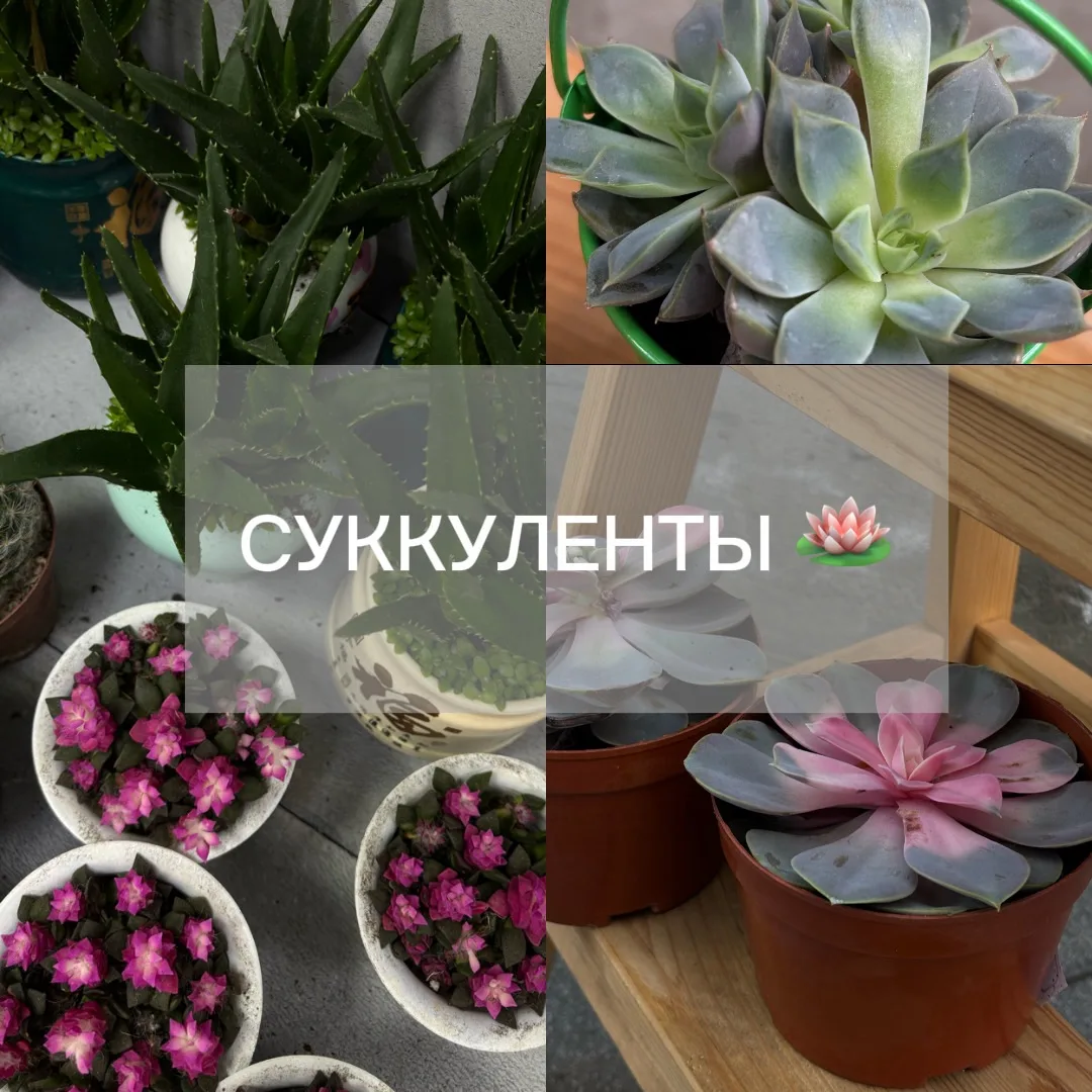 СУККУЛЕНТЫ 🪷

Живой декор, которому не нужен уход 🌼


📍В наличии на Маркса 8!


Для заказа пишите