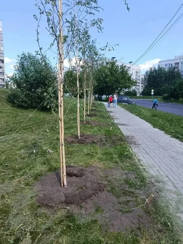🌲🌳Более 5 тысяч и деревьев и кустарников украсят два района Новосибирска

🌿В районах города продо