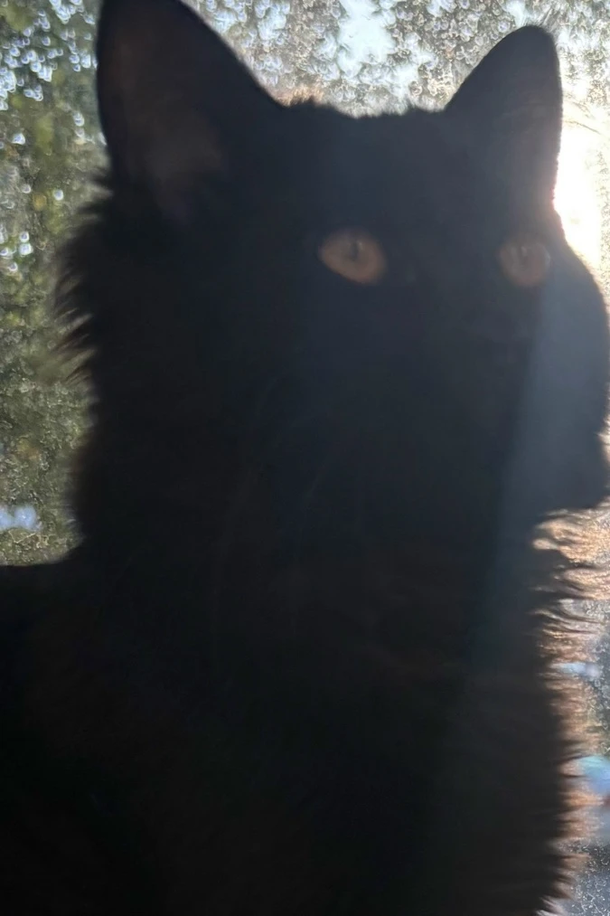 убежал котик,На Наймушина,кто найдет вознаграждение.. 89021326096