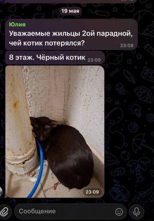 Пражская 11, кто профукал котика? Из предложки