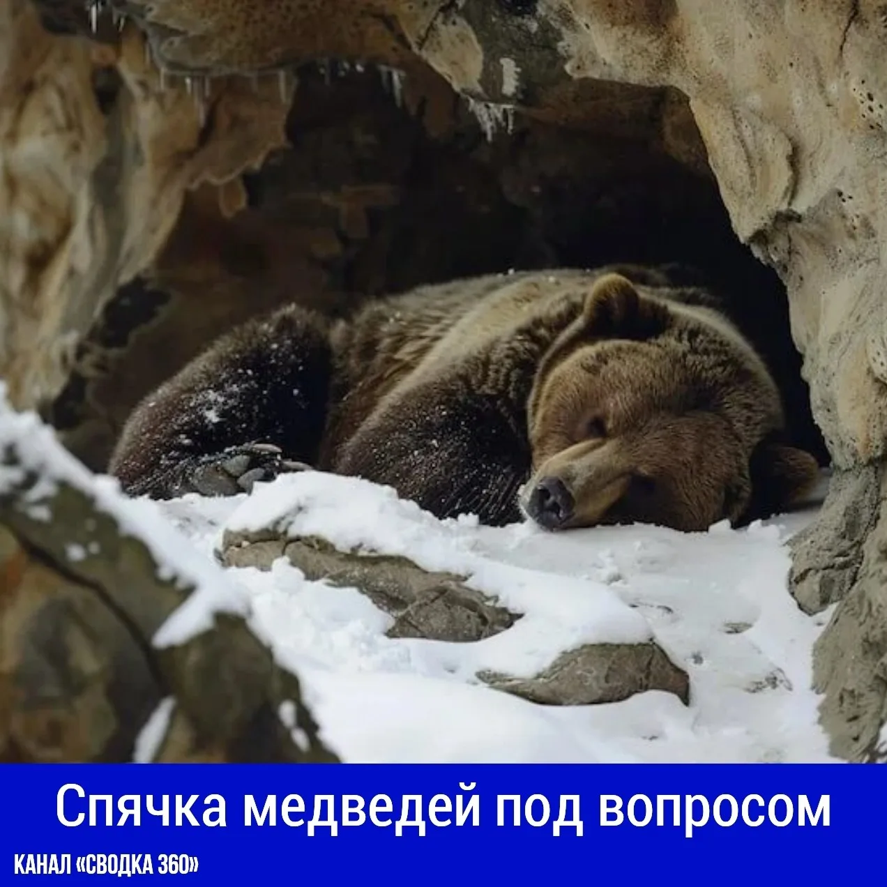 Спячка медведей под вопросом: хищники не уходят в берлоги, и охотники продолжают отстре...