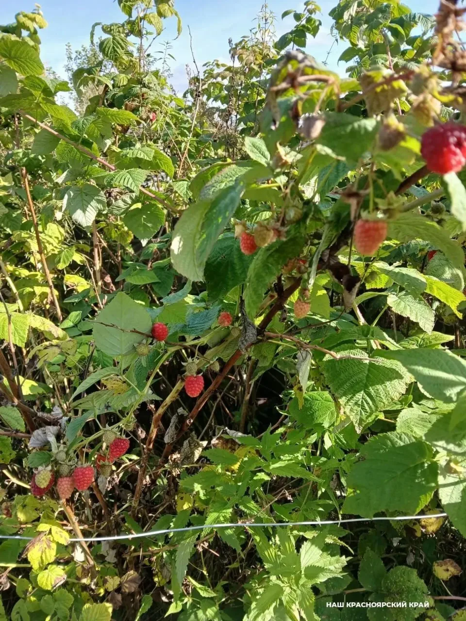 🍓 Красноярцы продолжают собирать урожай малины