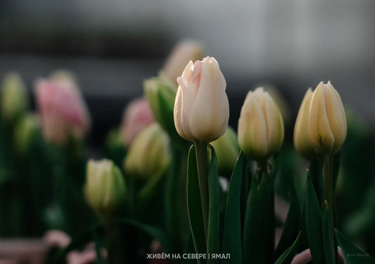 🌸 Провожаем последний (календарный) зимний день   Пока весна доступна только в теплицах, но мы не от