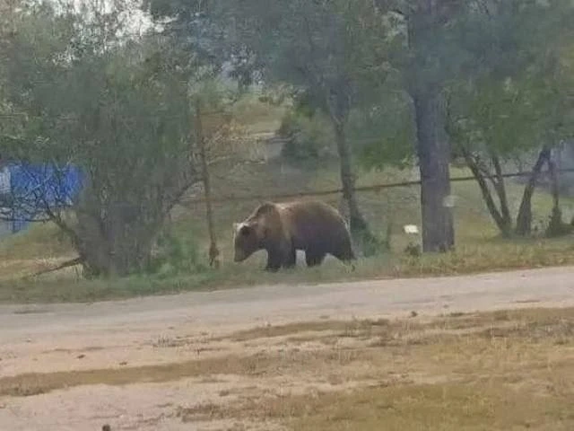Медведи всё чаще выходят к людям в Ленобласти: что их привлекает
