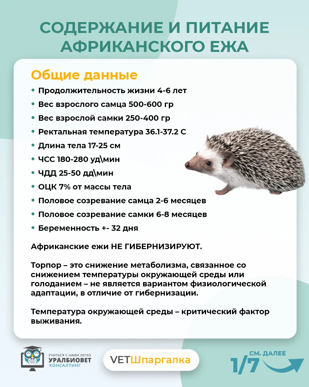 🦔Представьте: на приёме взрослый африканский ёж. Выясняется, что владелец кормит его к...