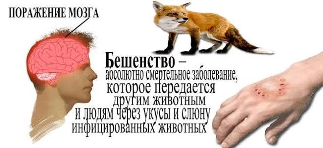 🦠Бешенство: важно знать правила профилактики