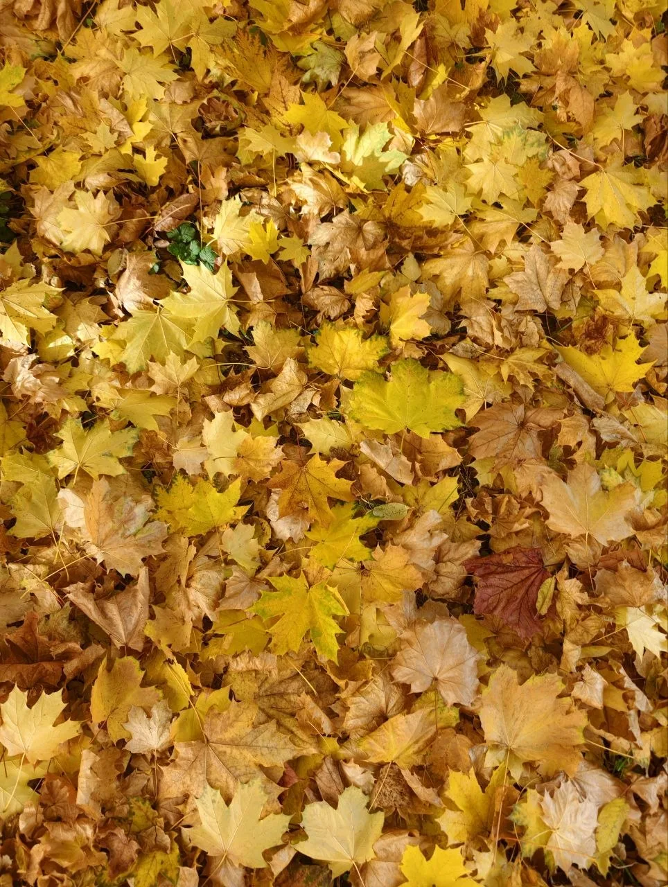 🍁 Краски осени в Красногорске.