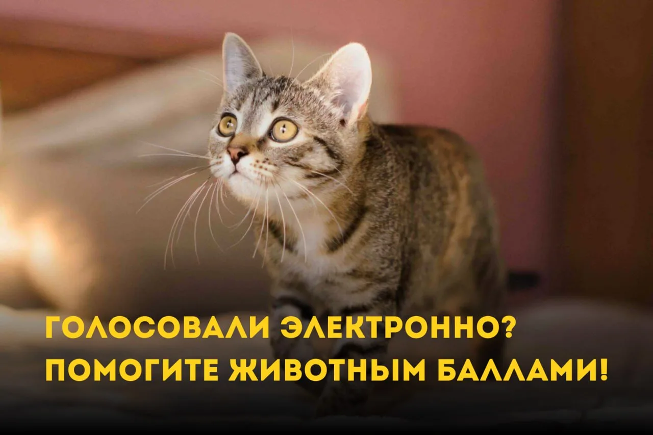 Если вы голосовали электронно - проверьте свои баллы 🧡