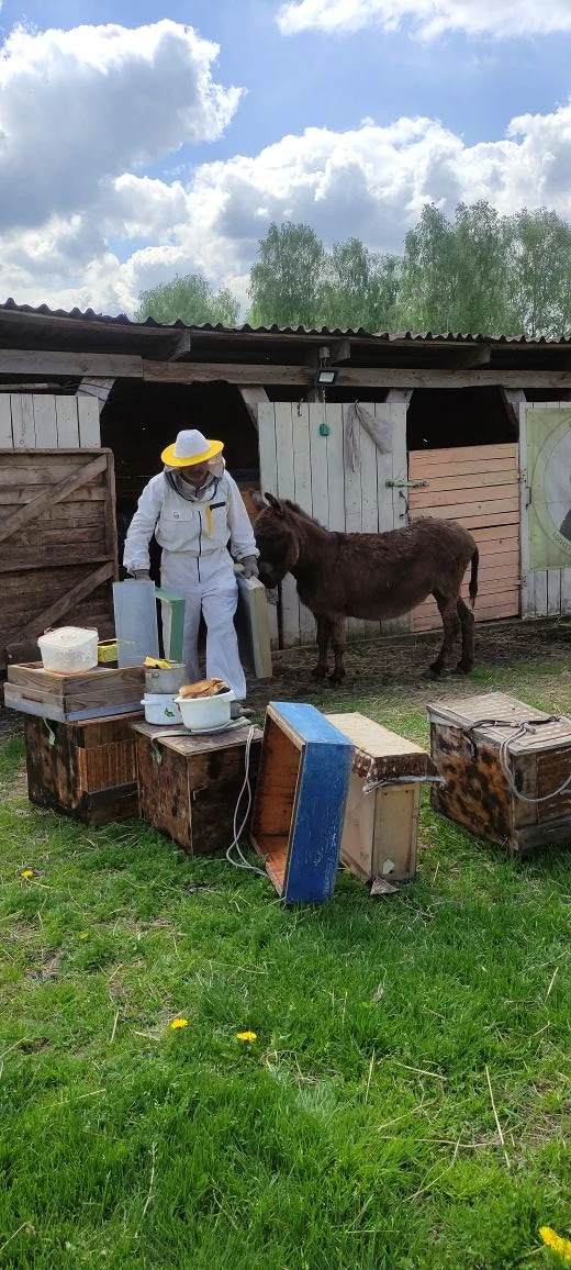 #осëл_Бантик_ЦСО помогает перевозить пасеку🐝🍯