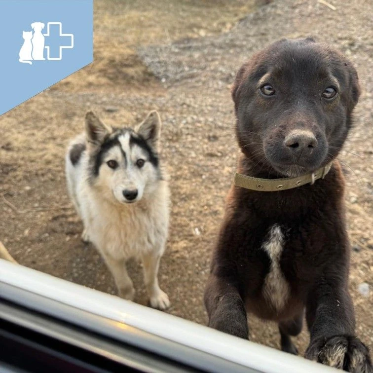 🐱🐕 Не забывайте о профилактике!

Даже домашний питомец не застрахован от встречи с паразитами. Кош
