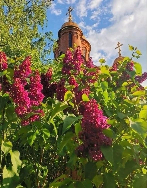 Сиреневый май  пос.Ильинский  НЕ ЗАБУДЬ ПОДПИСАТЬСЯ ⤵️