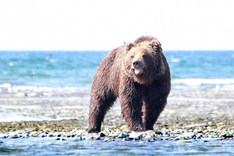 🐻 На Камчатке усилили патрулирование из-за выхода медведей к жилью