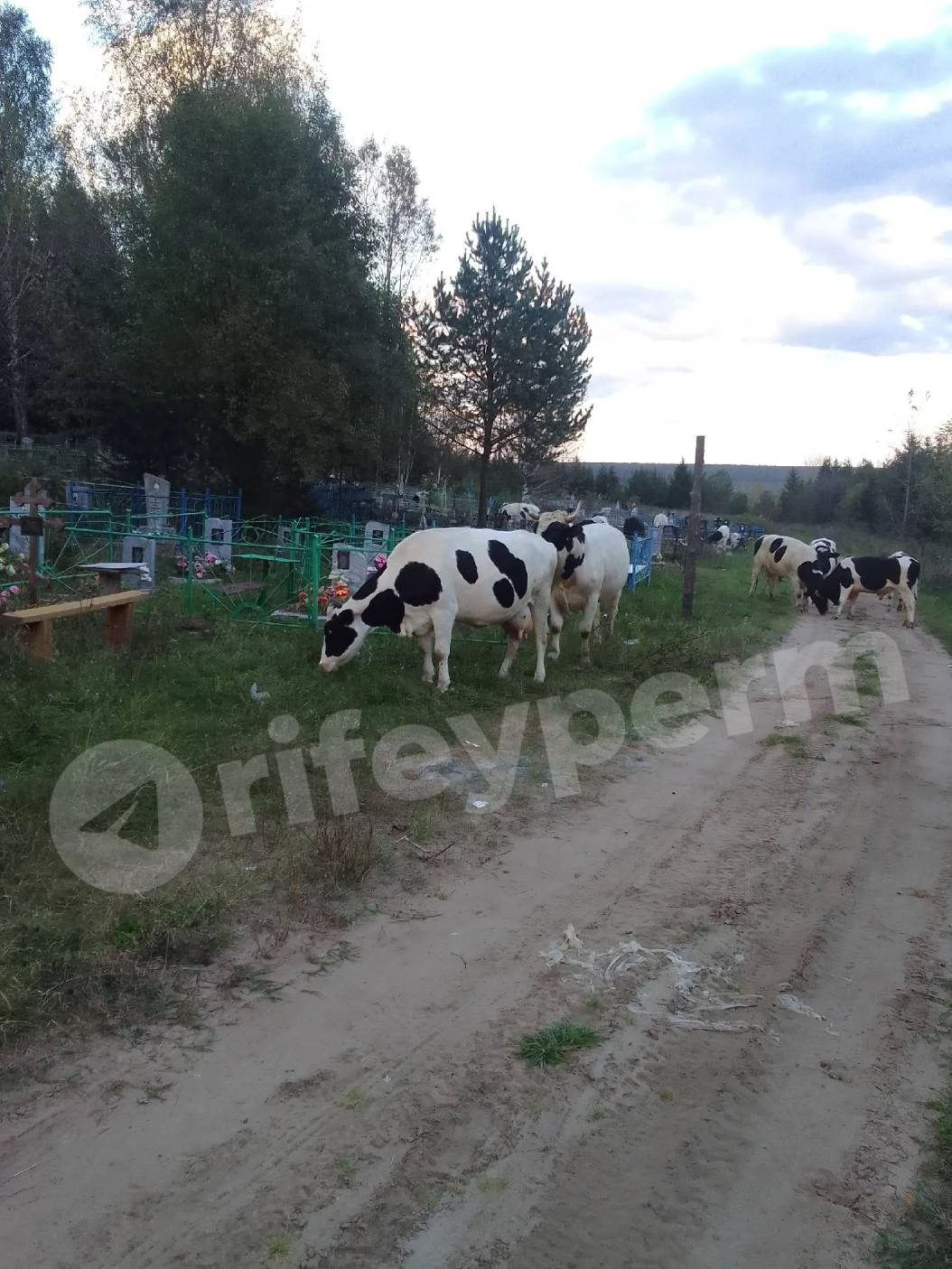 🐄 В Прикамье коровы топчут могилы на кладбище