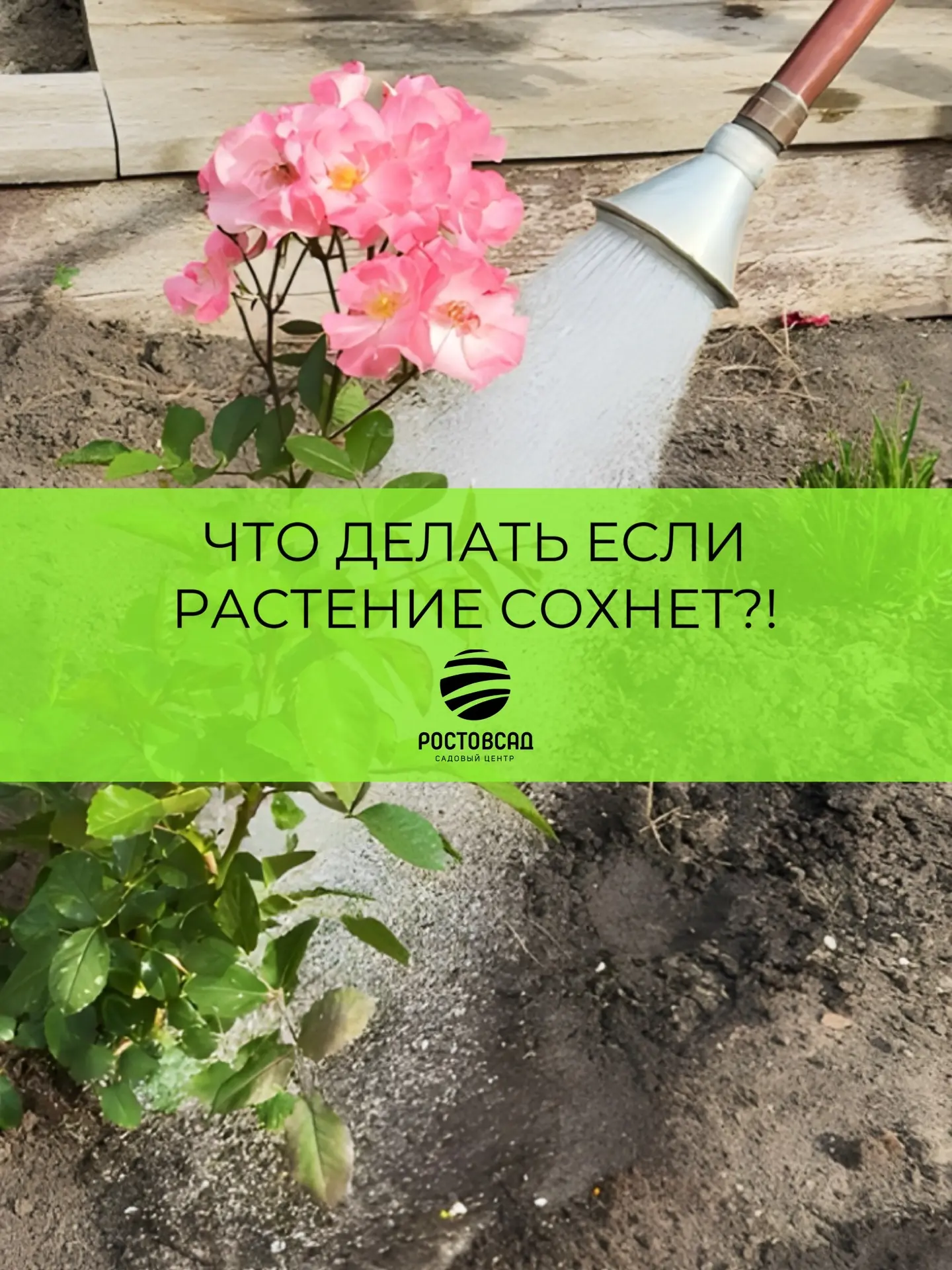 Растение сохнет???