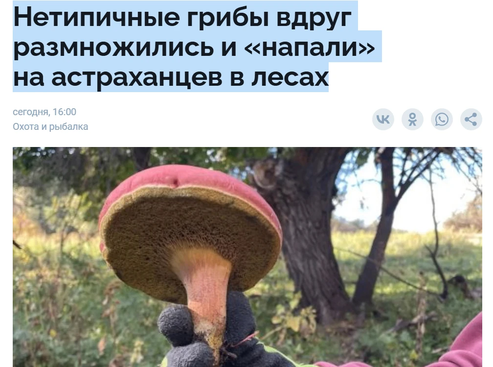 Речь идет о моховиках. Они в этом сезоне совсем распоясались и как повылазили, как повы...