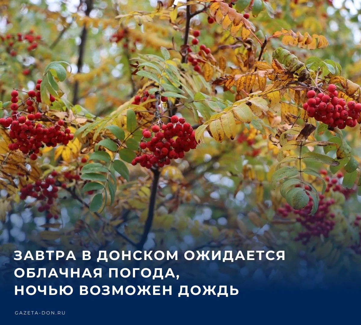 🌤️ В ночь на понедельник в Донском прогнозируется облачная погода, с вероятностью осад...