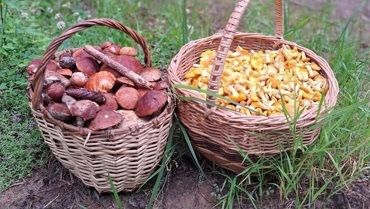 🍄‍🟫 К середине июля в лесах московского региона ожидается настоящий грибной бум