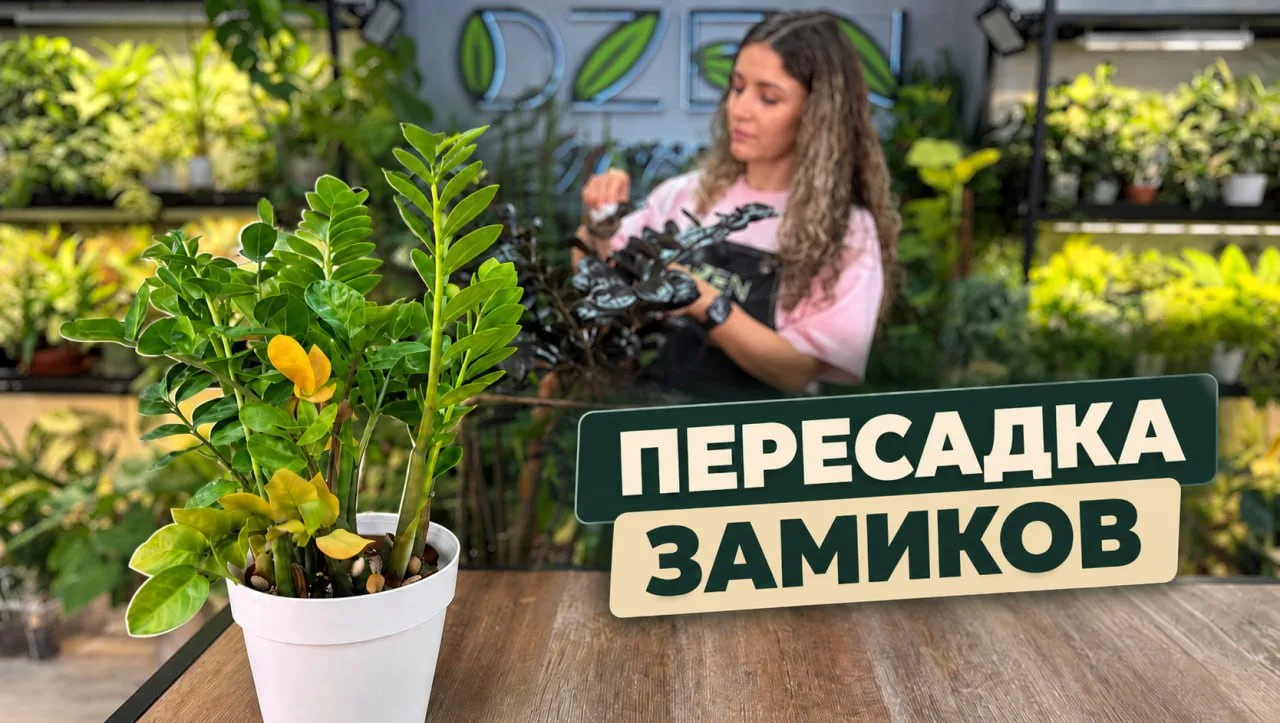 В новом видео разбираюсь почему загрустили замики!