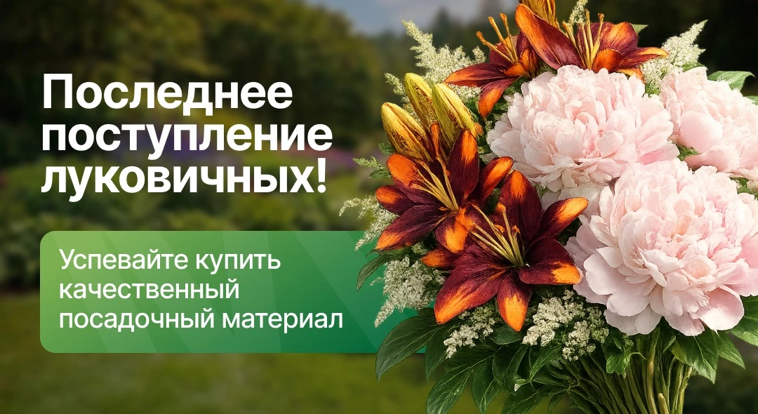 🌷 ПОСЛЕДНЕЕ ПОСТУПЛЕНИЕ ЛУКОВИЧНЫХ СО СКИДКОЙ 15%!  Успейте приобрести качественный посадочный матер