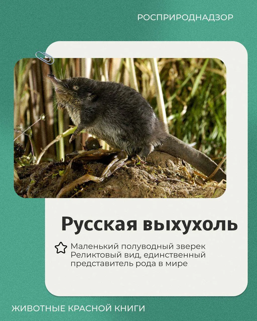Сегодня в рубрике «Животные Красной книги» рассказываем об уникальном животном России —...