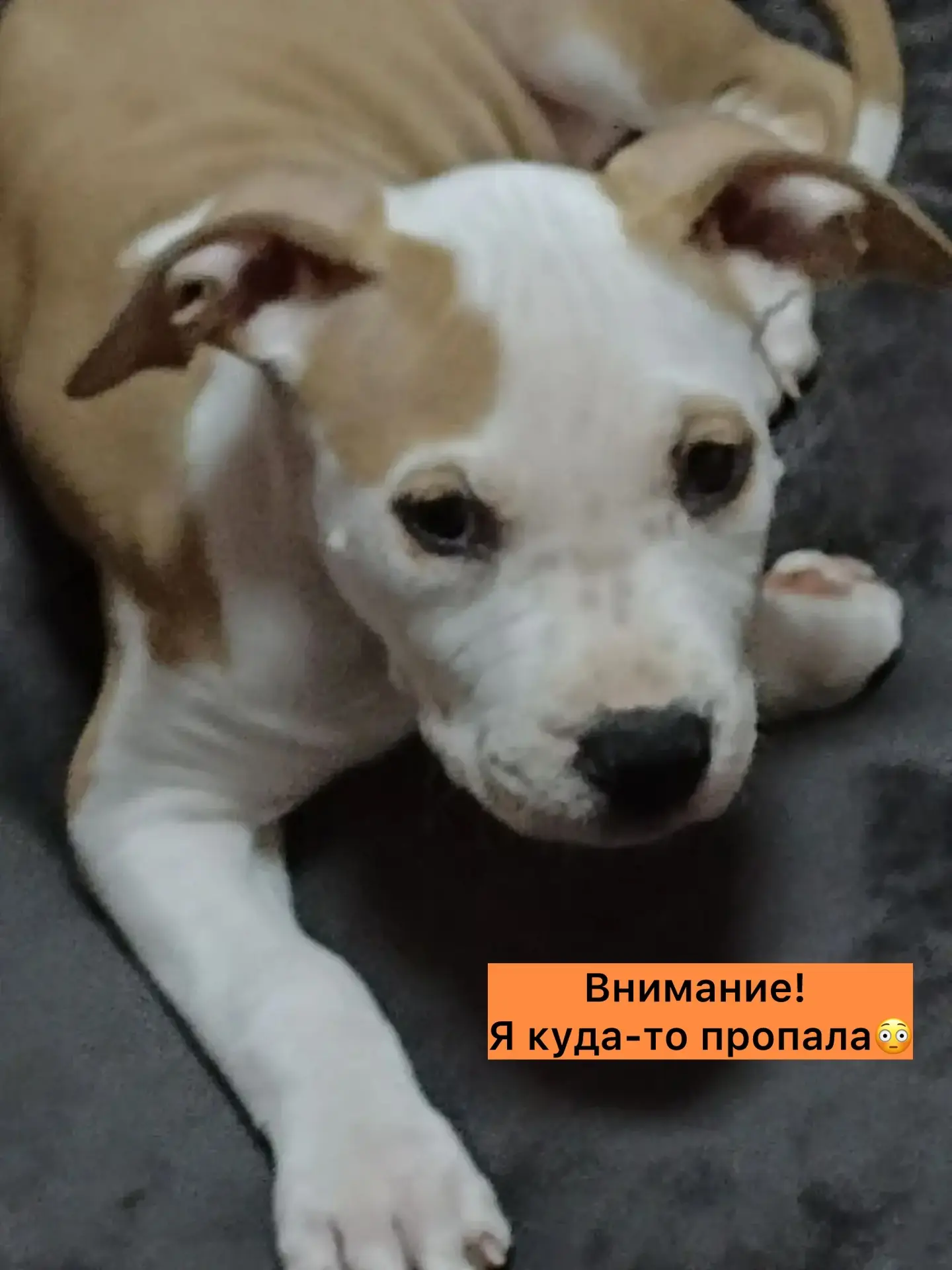 В районе Чепурковой горы пропала собака.