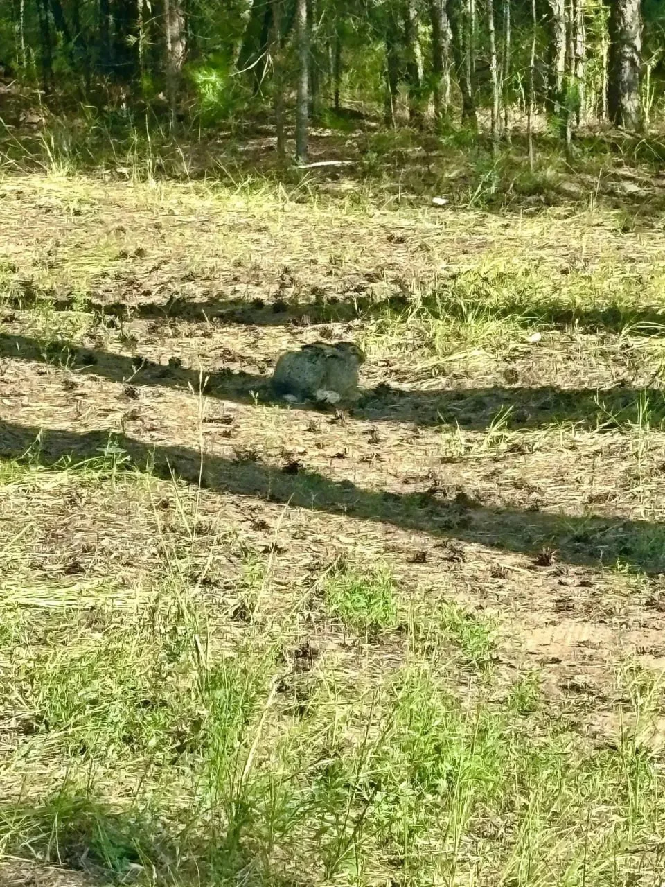 ☀️ Доброе утро из Бузулукского бора!

Иногда лучший способ спрятаться — просто замереть. Именно так 