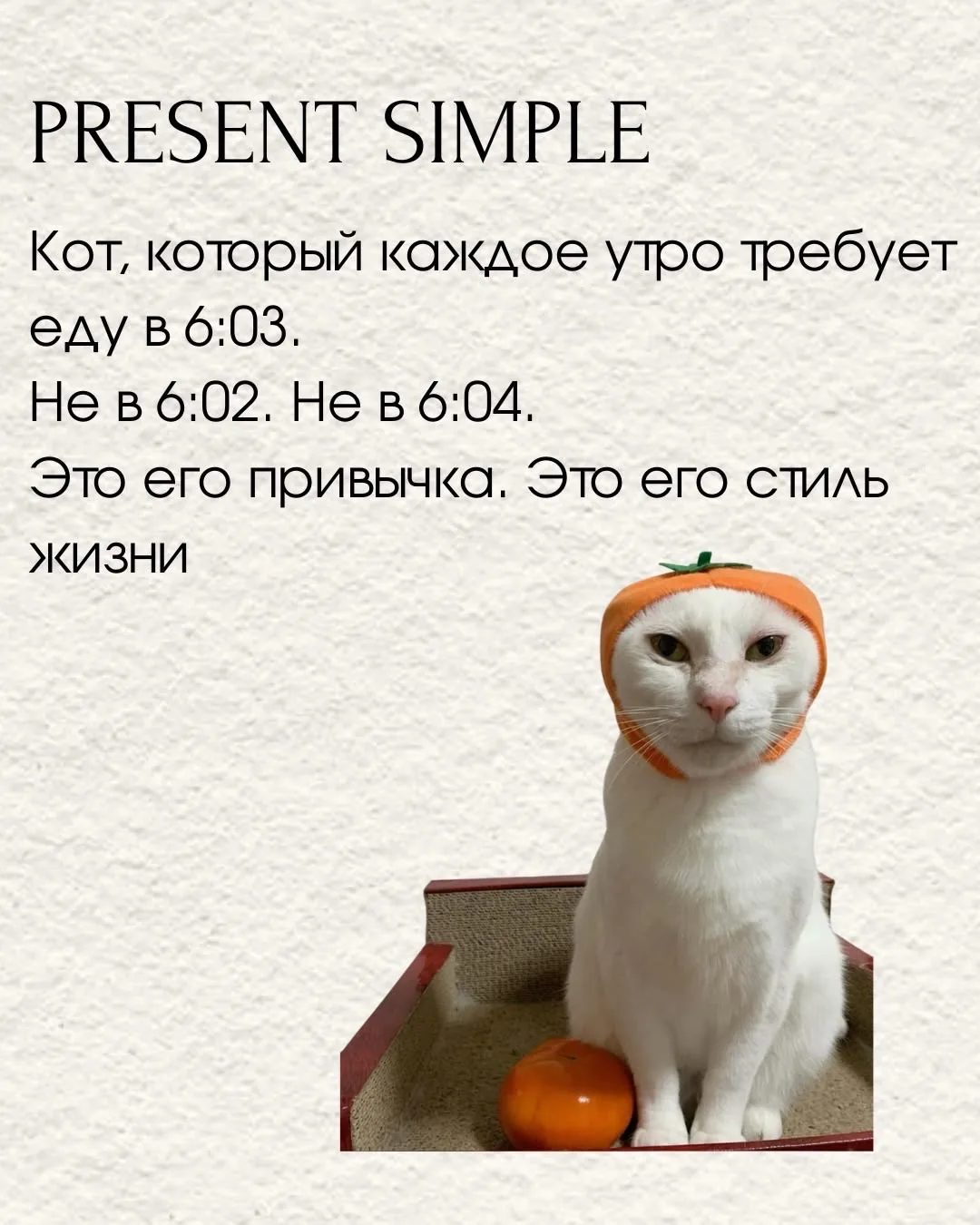 Настоящее время (PRESENT) и котики 🎀