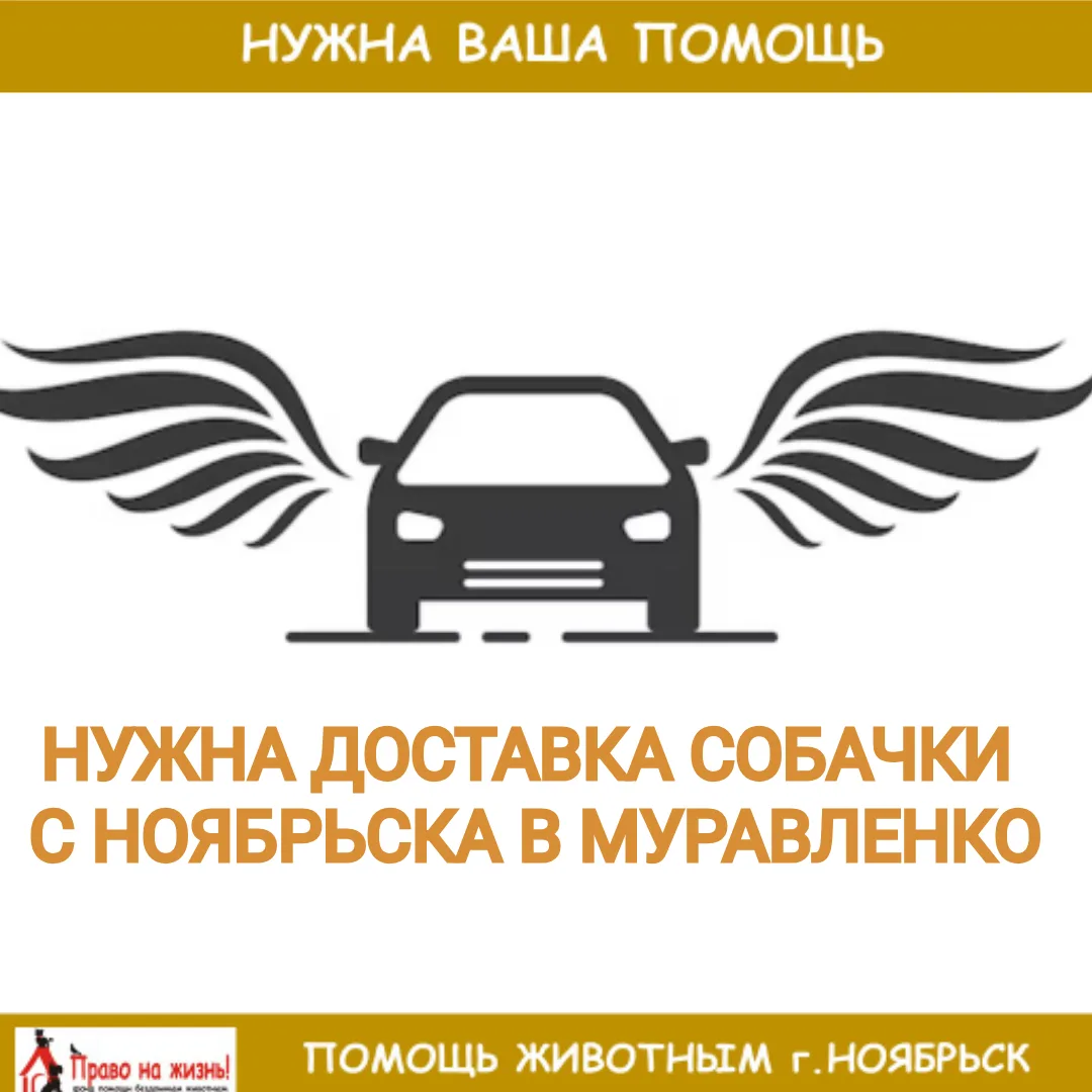 Добрый день. Может кто в ближайшие дни едет своим транспортом из Ноябрьска в Муравленко...