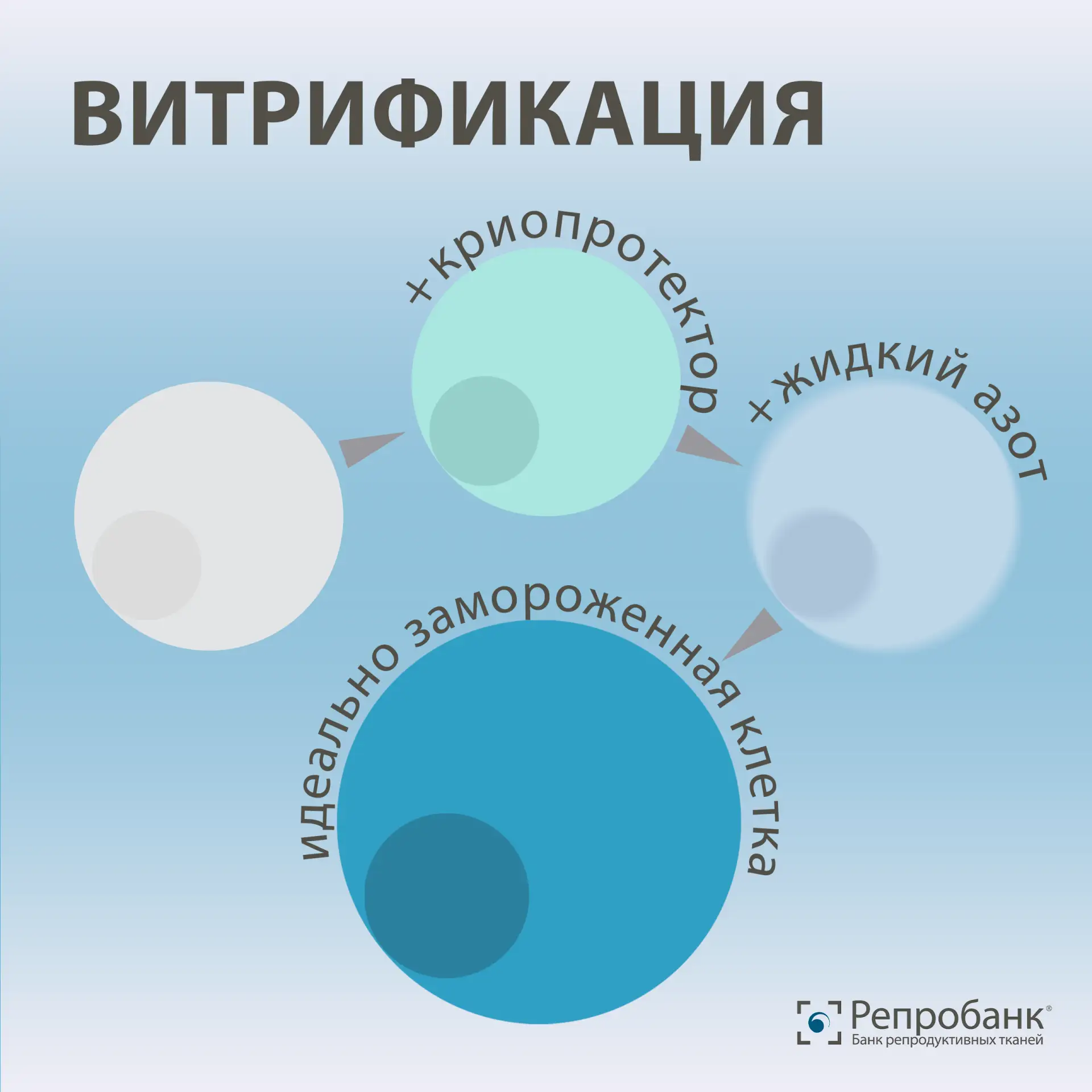 Что помогает хранить яйцеклетки и эмбрионы годами?