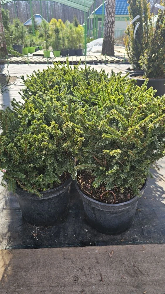 https://www.martin-sad.ru/интернет-магазин-растений/p/264111-picea_abies_pumila_nigra_el_obyknovenna