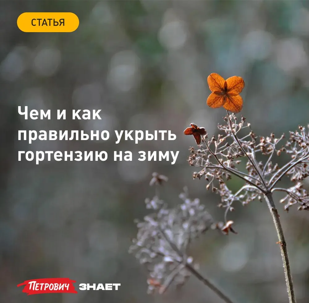 Не все гортензии одинаково переносят холода: метельчатые и древовидные выдерживают моро...